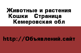 Животные и растения Кошки - Страница 5 . Кемеровская обл.